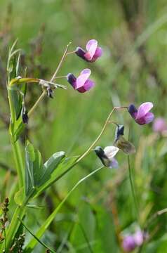 Plancia ëd Lathyrus linifolius (Reichard) Bassler