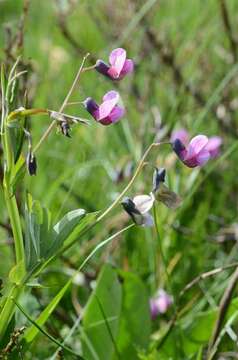 Lathyrus linifolius (Reichard) Bassler resmi