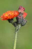 Image of orange hawkweed