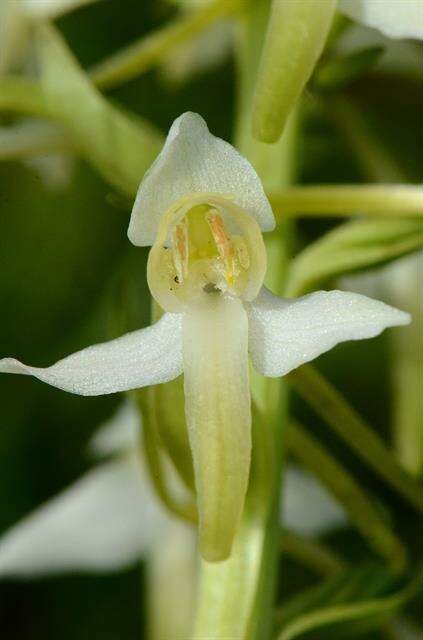 Image of <i>Platanthera bifolia</i> subsp. bifolia × Platanthera <i>chlorantha</i>