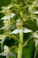 Image of <i>Platanthera bifolia</i> subsp. bifolia × Platanthera <i>chlorantha</i>