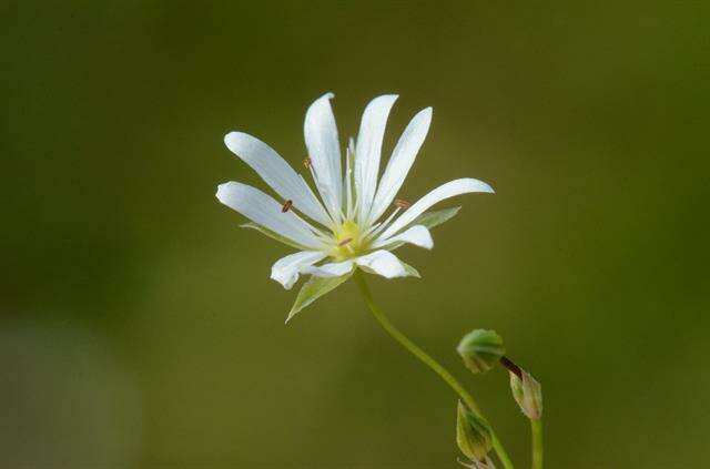 Imagem de Stellaria