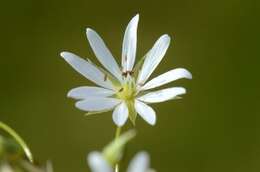 صورة Stellaria