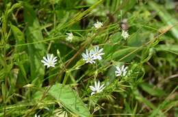 Image of Stellaria