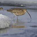 Image of Eurasian curlew