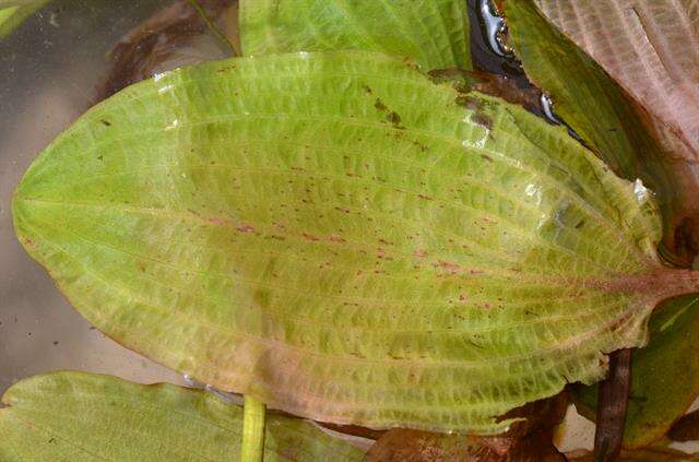 Image of Fen Pondweed