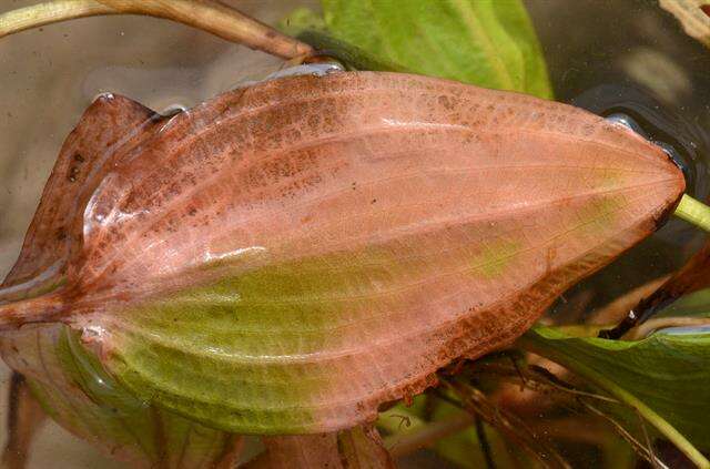 Image of Fen Pondweed