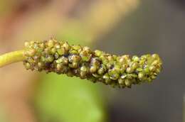 Image of Fen Pondweed