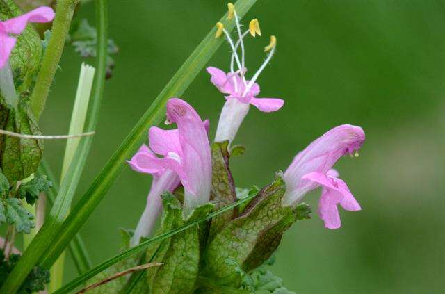 Image of lousewort