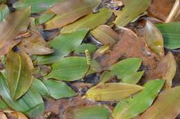 Image of Bog Pondweed