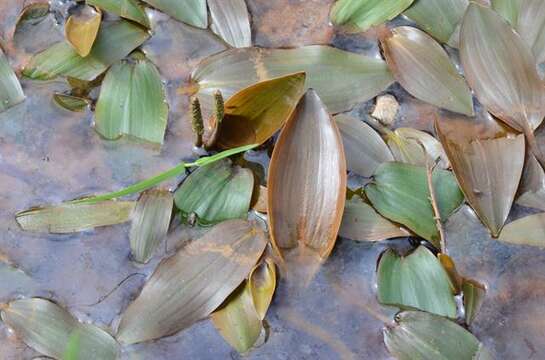 Image of Bog Pondweed