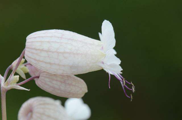 Imagem de Silene vulgaris (Moench) Garcke