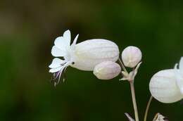 Imagem de Silene vulgaris (Moench) Garcke