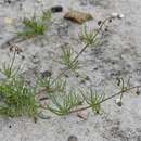 Spergula arvensis subsp. arvensis的圖片