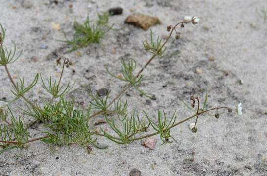 Image of Spergula arvensis subsp. arvensis