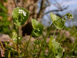 Image of springbeauty