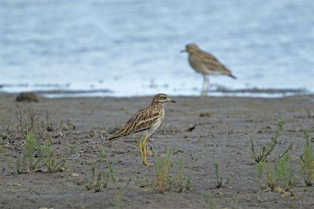 Image of stone-curlews