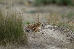 Image of stone-curlews