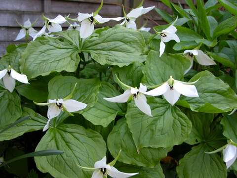 Imagem de Trillium erectum var. album (Michx.) Pursh