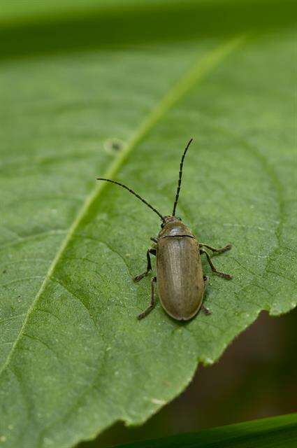 Image of dascillid soft-bodied plant beetles