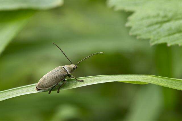 Image of dascillid soft-bodied plant beetles