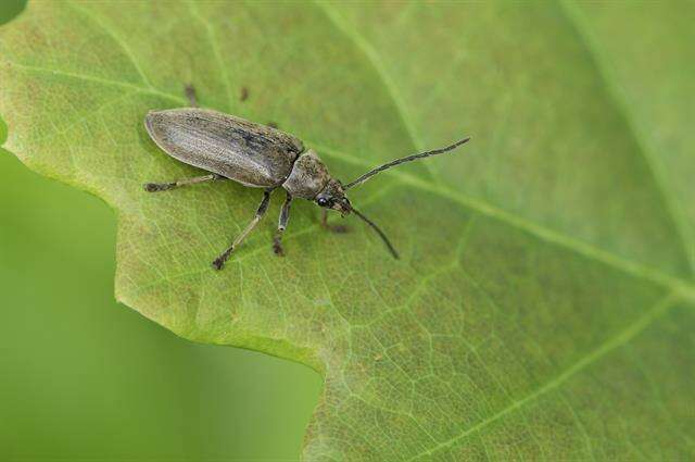 Image of dascillid soft-bodied plant beetles