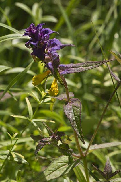 Слика од Melampyrum nemorosum L.