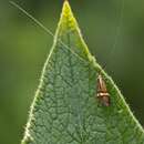 Image of Longhorn Moth