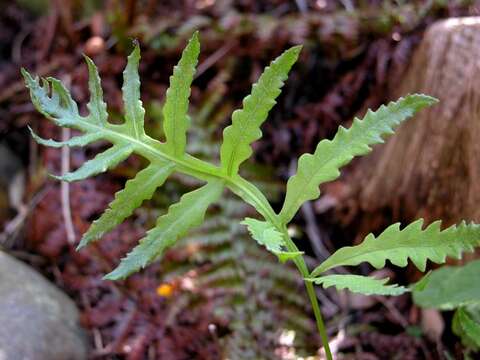 Image of sensitive fern