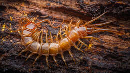 Image of Stone Centipedes