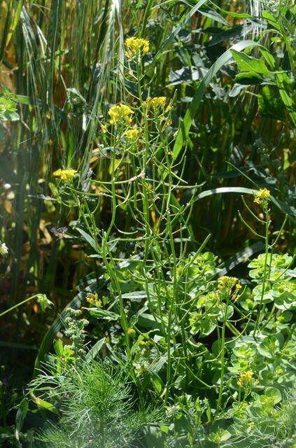 Plancia ëd Erysimum