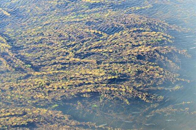 Image of Perfoliate Pondweed