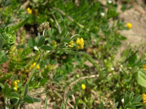 Image of Medick