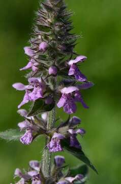 Слика од Stachys palustris L.