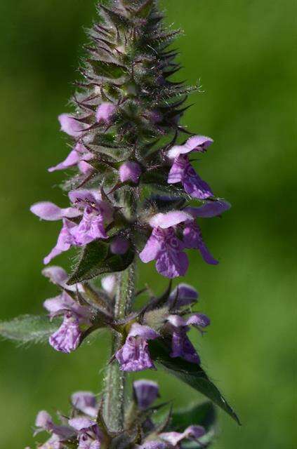 Image of Hedge-nettle