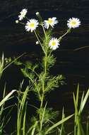 Image of mayweed