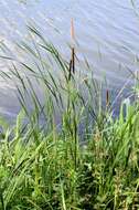 Image of Bulrush