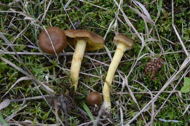 Image of Cortinarius croceus (Schaeff.) Gray 1821