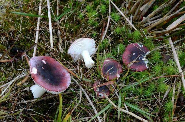 Image of Russula atrorubens Quél. 1898