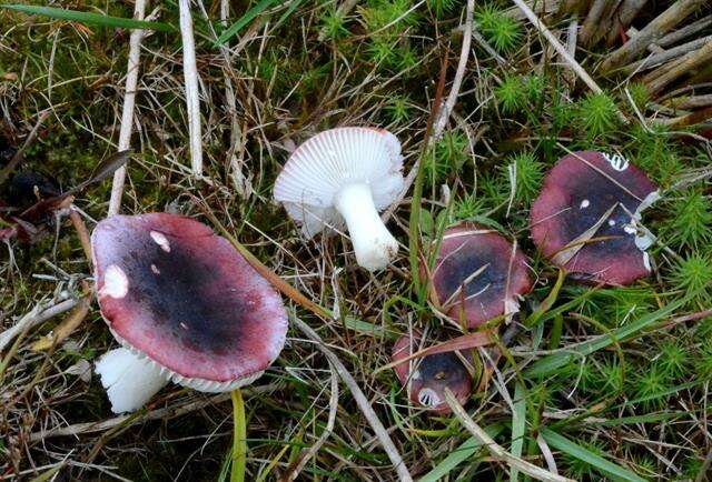 Image of Russula atrorubens Quél. 1898