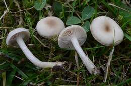 Image of Clitocybe