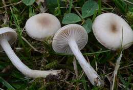 Plancia ëd Clitocybe