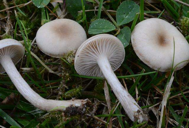 Image of Clitocybe