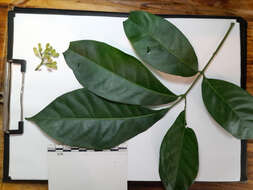 Image de Dysoxylum arborescens (Bl.) Miq.