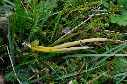 Clavaria flavipes Pers. 1794 resmi