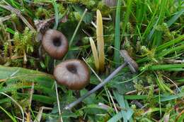 Image of Entoloma caesiocinctum (Kühner) Noordel. 1982