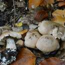 Image of Cortinarius testaceomicaceus Bidaud 2014