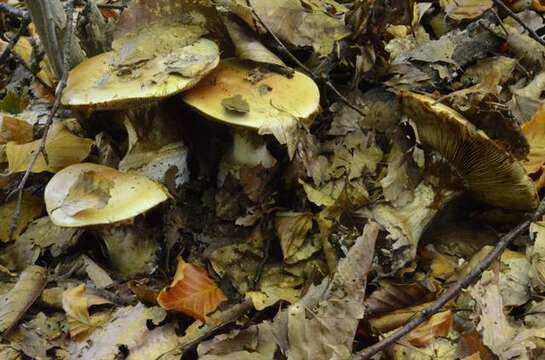 Image of Cortinarius elegantissimus Rob. Henry 1989