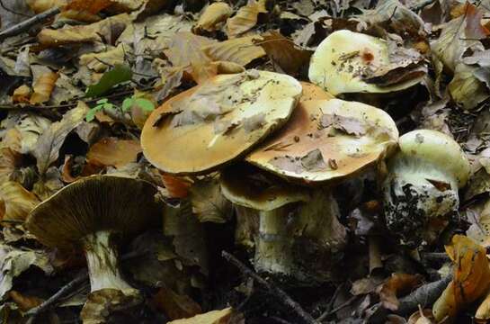 Image of Cortinarius elegantissimus Rob. Henry 1989