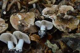 Image of Poisonpies